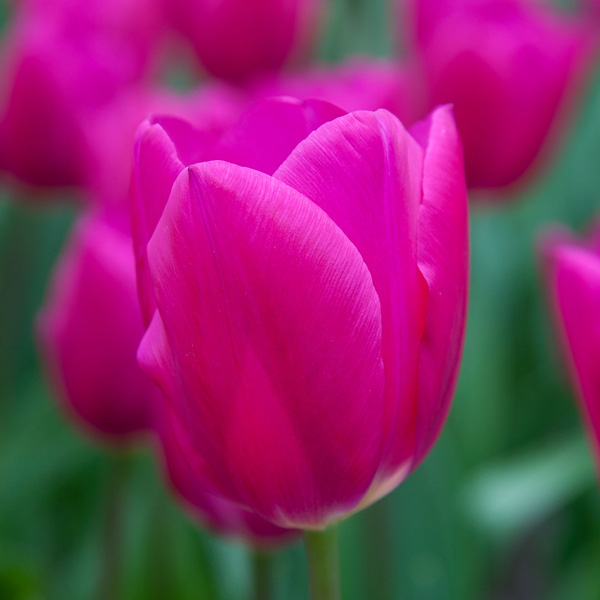 Tulip Pink Ardour Tulip Pink Ardour