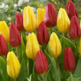 Tulip Strong Blend Pktulstb - Garden Express Australia