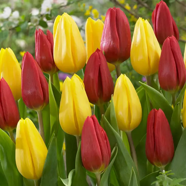 Tulip Antarctica Flame