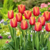 Tulip Time Out Tulip Time Out