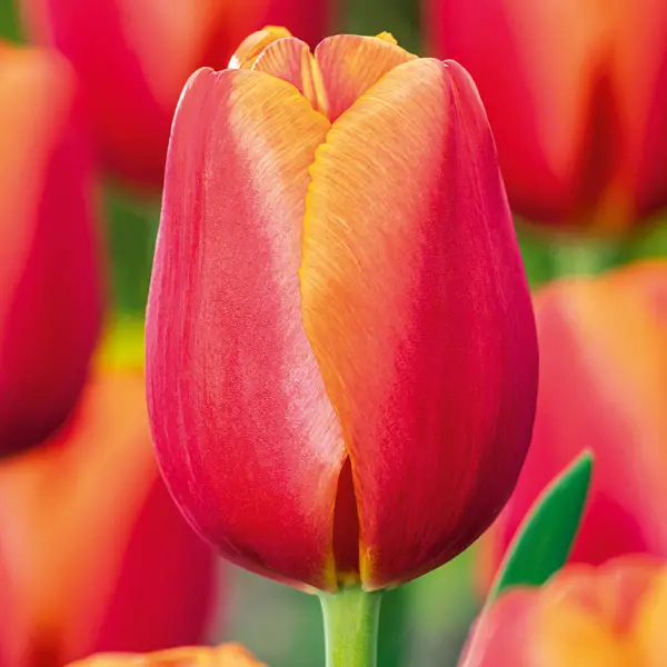 Tulip Time Out