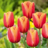 Tulip Time Out Pktultou 2026 - Garden Express Australia