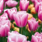 Tulip Tresor 2 Pktultre 2026 - Garden Express Australia