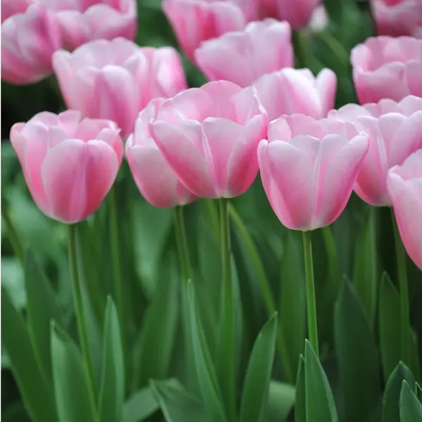 Tulip Tresor Tulip Tresor