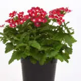 Verbena Cadet Magenta Wink Verbena Cadet Magenta Wink