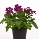 Verbena Cadet Purple Verbena Cadet Purple