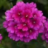 Verbena Cadet Purple P75vercpu - Garden Express Australia