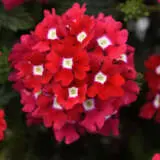 Verbena Cadet Red Verbena Cadet Red
