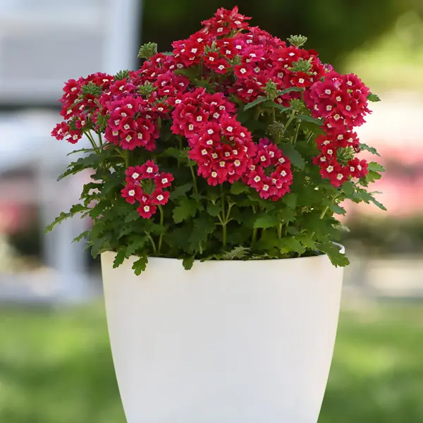 Verbena Cadet Red Verbena Cadet Red
