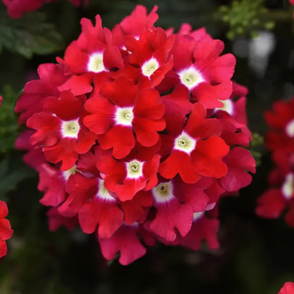 Verbena Cadet Red Verbena Cadet Red