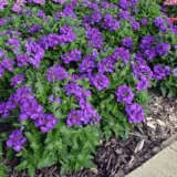 Verbena Cadet Violet Blue P75vercvb - Garden Express Australia
