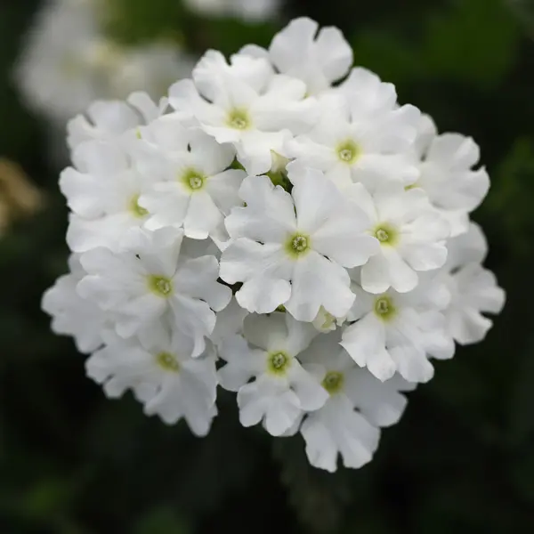 Verbena Cadet White