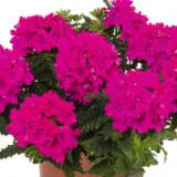 Verbena Lindolena Magenta Verbena Lindolena Magenta