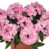 Verbena Wicked Purple Verbena Wicked Purple