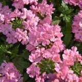 Verbena Lindolena Pink Lplverlpn - Garden Express Australia