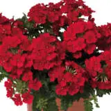 Verbena Bold Collection Verbena Bold Collection