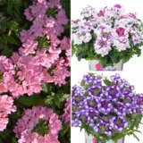Verbena Pastels Collection Colverpco - Garden Express Australia