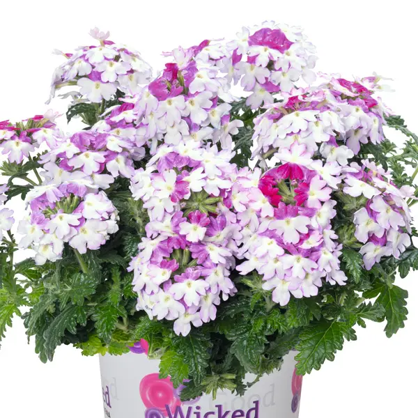 Verbena Wicked Purple Verbena Wicked Purple