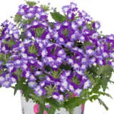 Verbena Wicked Purple Verbena Wicked Purple