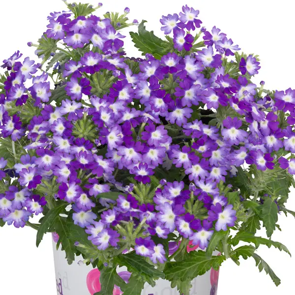 Verbena Wicked Purple