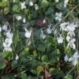 Viola White Viola White