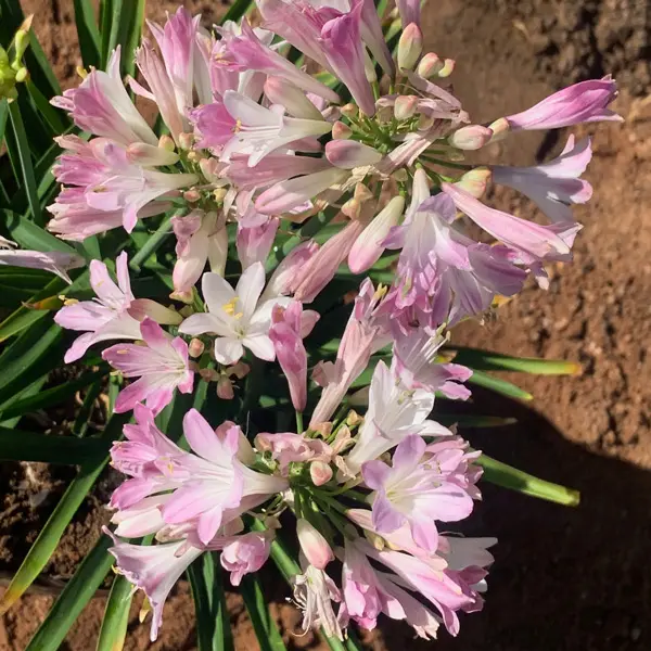 Agapanthus Blush Pink (pbr)
