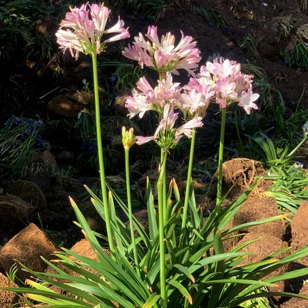 Agapanthus Blush Pink (pbr)