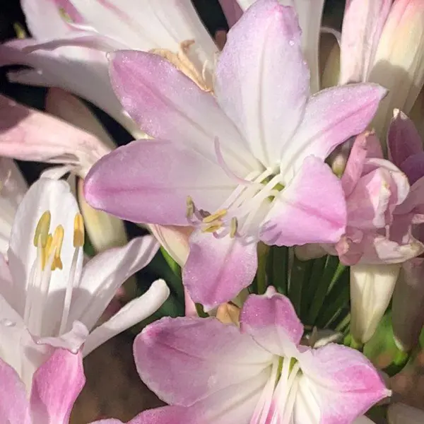 Agapanthus Blush Pink (pbr)