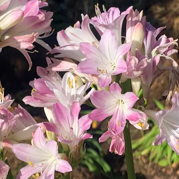 Agapanthus Blush Pink (pbr)