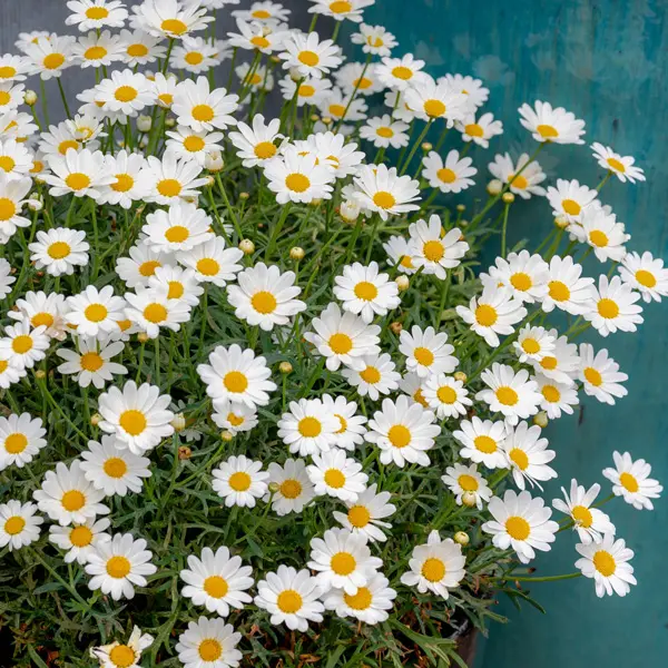 Argyranthemum Comet White Bunch Of Blooms Argyranthemum Comet White Bunch Of Blooms