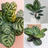 Calathea Collection Colcalcol - Garden Express Australia