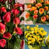 Calla Lily Collection 4 Colcalco4 2025 - Garden Express Australia