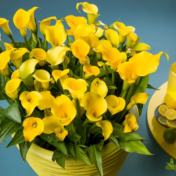 Calla Lily Monte Carlo Calla Lily Monte Carlo