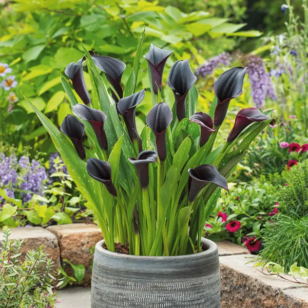 Calla Lily Odessa Calla Lily Odessa