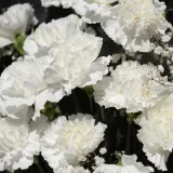 Carnation Antarctica P68carant - Garden Express Australia