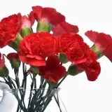 Carnation Cortes P68carcor - Garden Express Australia