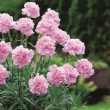 Carnation Deep Faith P68cardfa - Garden Express Australia