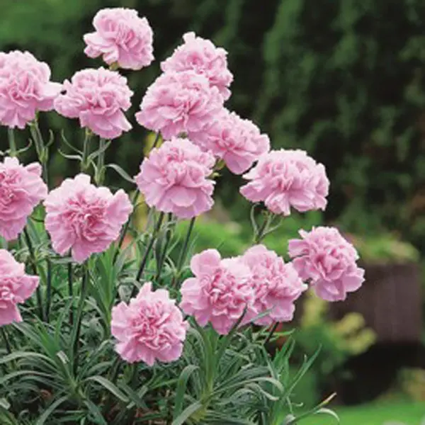 Carnation Deep Faith