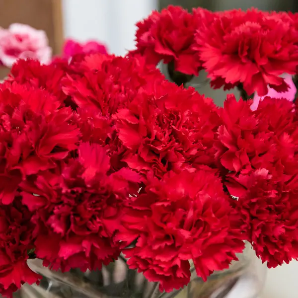 Carnation Gennaro