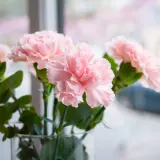 Carnation Montana P68carmon - Garden Express Australia