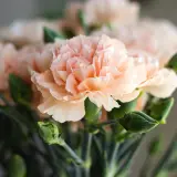 Carnation Novia P68carnov - Garden Express Australia