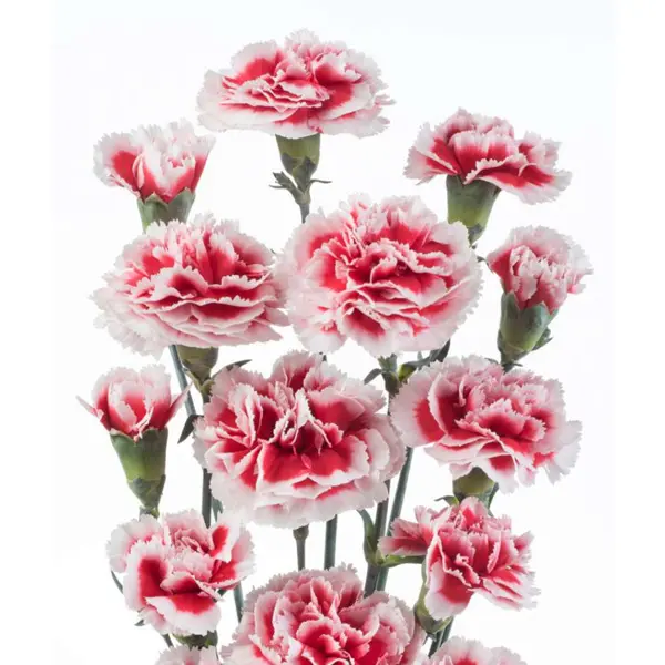 Carnation Pinata Bicolour Cerise Carnation Pinata Bicolour Cerise