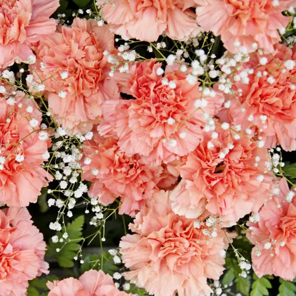 Carnation Pinata Peach