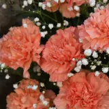 Carnation Pinata Pumpkin P68carppk - Garden Express Australia