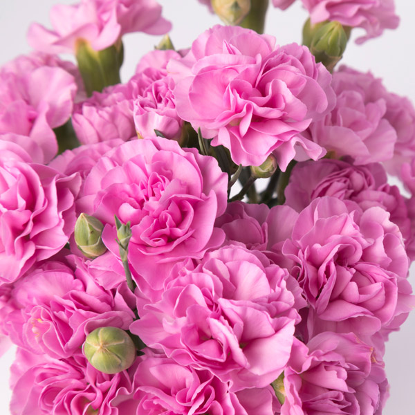 Carnation Wish