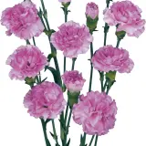 Carnation Wish P68carwis - Garden Express Australia