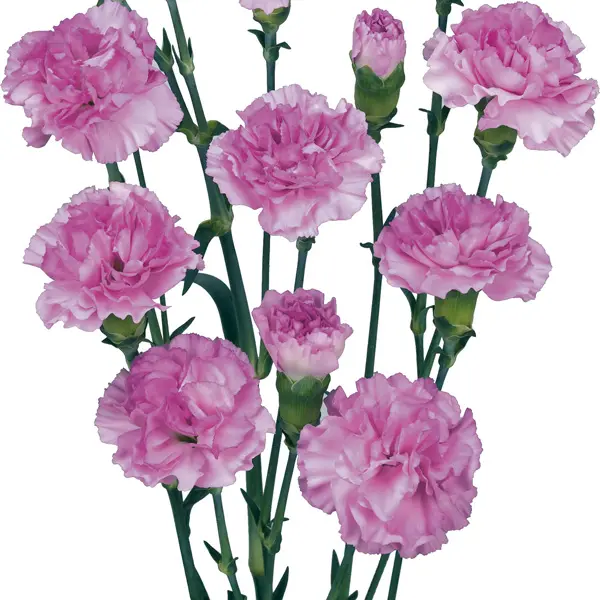 Carnation Wish