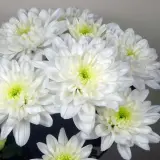 Chrysanthemum Baltica P10chrbal - Garden Express Australia