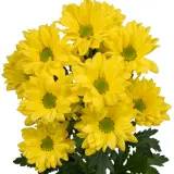 Chrysanthemum Central Yellow P10chrcye - Garden Express Australia