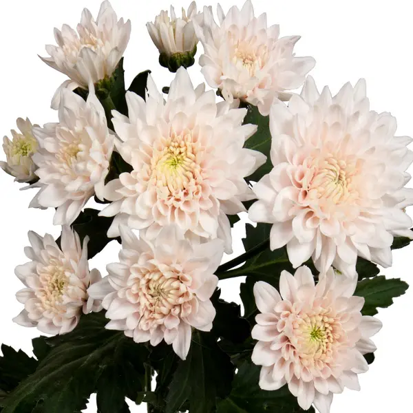 Chrysanthemum Champagne Light Pink Chrysanthemum Champagne Light Pink